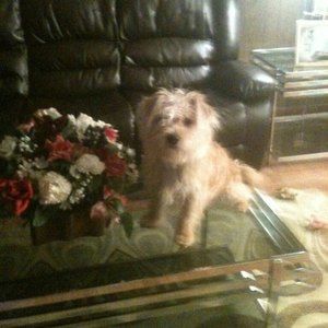 Meet your Posher, Betty